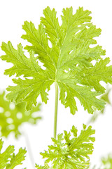 feuille de géranium rosat