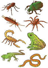 Insects and Amphibian vector illustrations