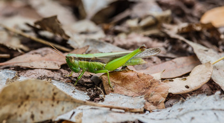 Grasshopper.