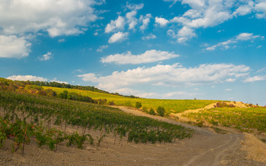 Landscape with young vineyard and dirty road in Crimean mountains near Gursuf resort at fall season