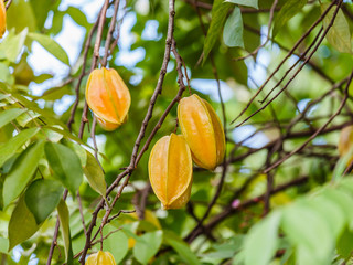 star apple fruit on the tree.