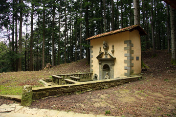 Italia,Toscana,Firenze,foresta di Vallombrosa.