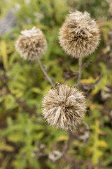 Round thistle seed heads