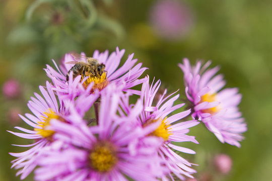 bee feeding on flowers asters