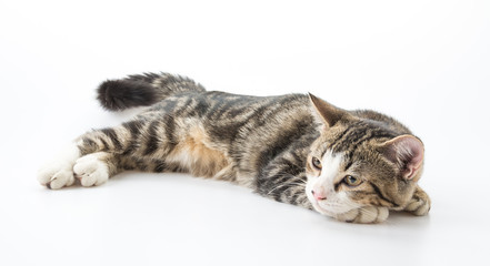 grey cat
