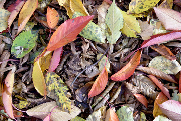 Natural autumn background with fallen leaves