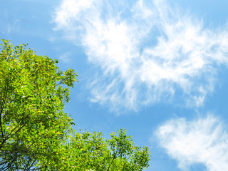 Obraz premium 木々の緑と青空