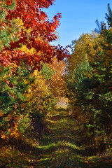 Mystic tunnel of the branches in the autumn forest