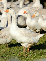 Weiße Gänse