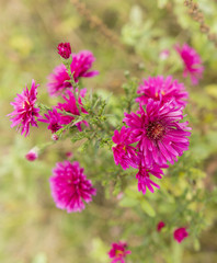aster flower in the garden