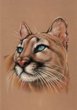 Puma, cougar painting