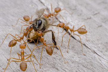 ant