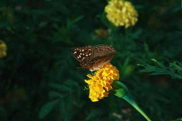 Butterfly on  flowers yellow