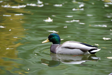 Mallard duck
