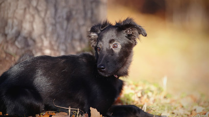 Portrait of a black mongrel puppy