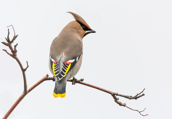 Waxwing