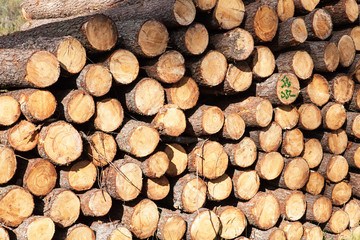 pile of pine tree trunks cut