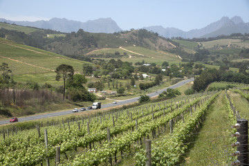 Fototapeta na wymiar Rows of vines and the R44 highway at Stellenbosch South Africa