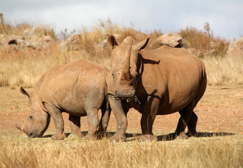 Obraz premium The white rhinoceros or square-lipped rhinoceros (Ceratotherium simum) with calf in a national park reserve in South Africa
