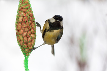 Great tit (parus major) sitting a sack of nuts in winter
