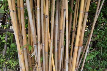 Naklejka premium bamboo background