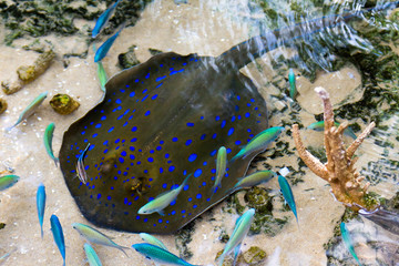 Blue spotted ray in shallow water