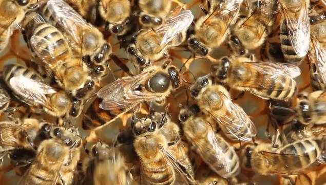 Queen bee lays eggs in the comb.