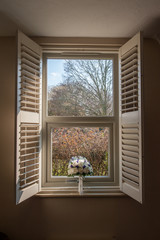 Window view and flowers