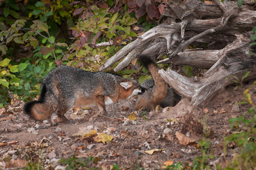 Grey Fox (Urocyon cinereoargenteus) Sniff Tail of Another Fox