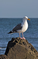 Fototapeta premium Seagull on rock