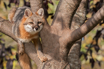 Grey Fox (Urocyon cinereoargenteus) Hangs Out in Tree