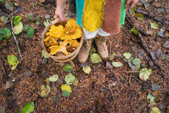Girl holding bucket of fresh chanterelle mushrooms