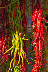 Red hot chilly pepper hanging