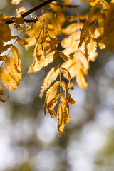 rowan leaves in the October woods autumn background