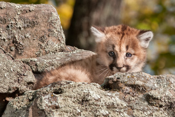 Female Cougar Kitten (Puma concolor) Hides in Rocks