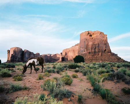 Wild horse grazing, Monument Valley, Navajo Tribal Park, Utah, USA 