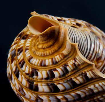 Close-up of a seashell