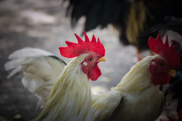 local chicken in thailand