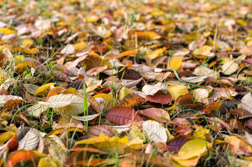 Autumn leaves carpet