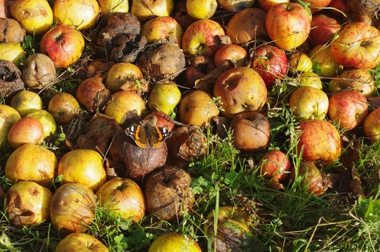 Papillon sur pomme pourrie