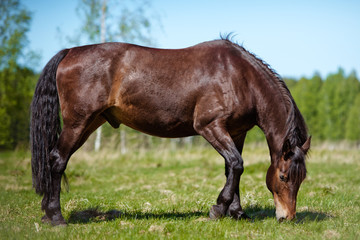 Fototapeta premium horse eating grass