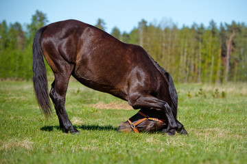 horse bows down
