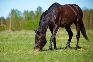 horse eating fresh grass