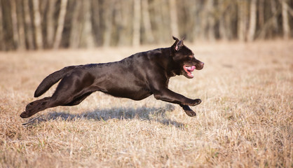 labrador dog running on a field