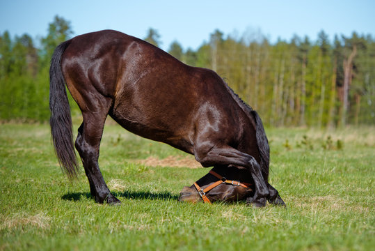 Fototapeta horse bows down