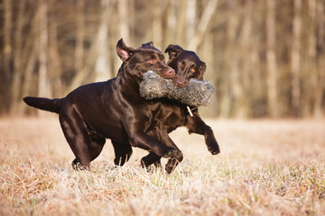 two brown dogs playing with a toy together