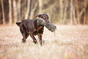 flat coated retriever dog fetching a dummy