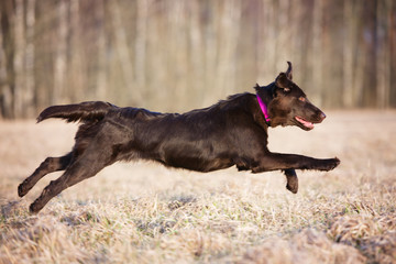 happy flat coated retriever dog jumps on the field