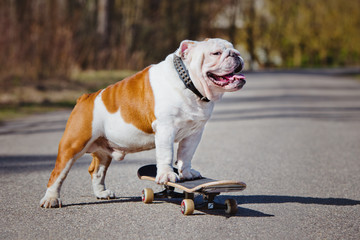 english bulldog standing on a skateboard © otsphoto