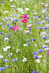 flower meadow